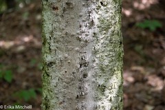 Cryptococcus fagisuga