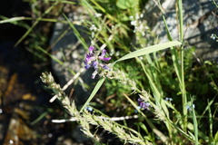 Oxytropis strobilacea