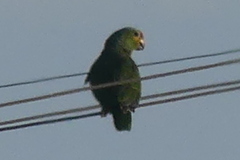 Amazona autumnalis