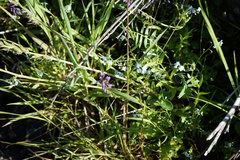 Oxytropis strobilacea