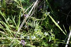 Oxytropis strobilacea
