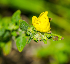 Crocanthemum canadense