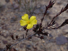 Hibbertia pustulata