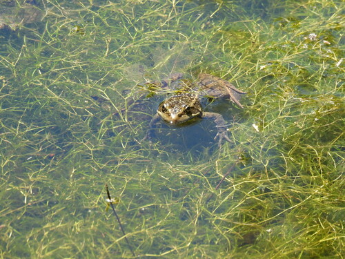 iNaturalist observation photo of California Red-legged Frog