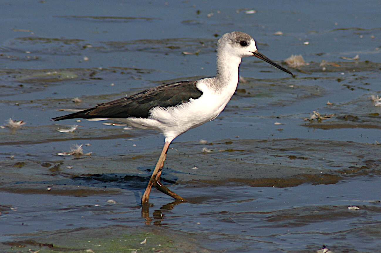 Pied Stilt