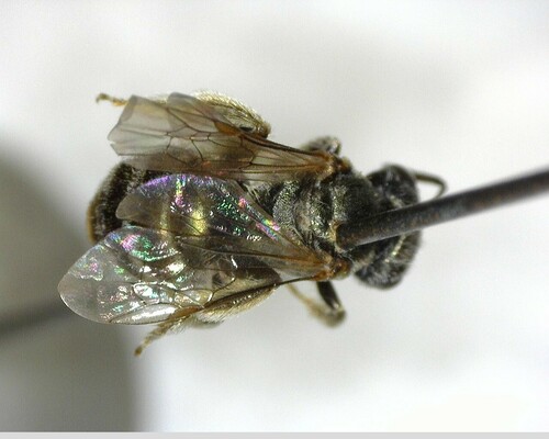iNaturalist observation photo of Tripartite Sweat Bee
