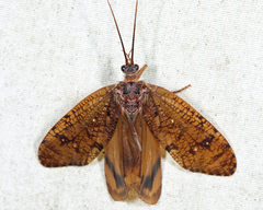 Ptilostomis ocellifera