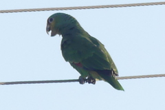 Amazona autumnalis