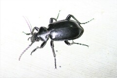 Calosoma peregrinator