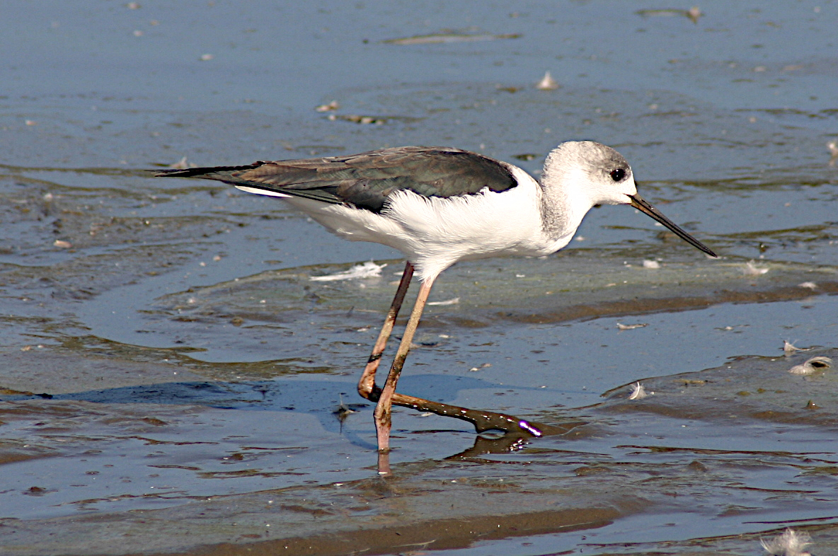 Pied Stilt