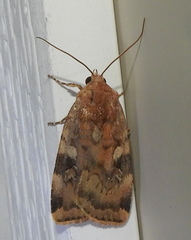 Cryptocala acadiensis