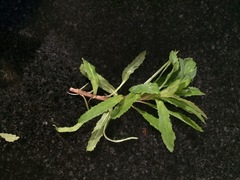 Epilobium tetragonum