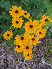 Rudbeckia