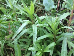 Epilobium tetragonum