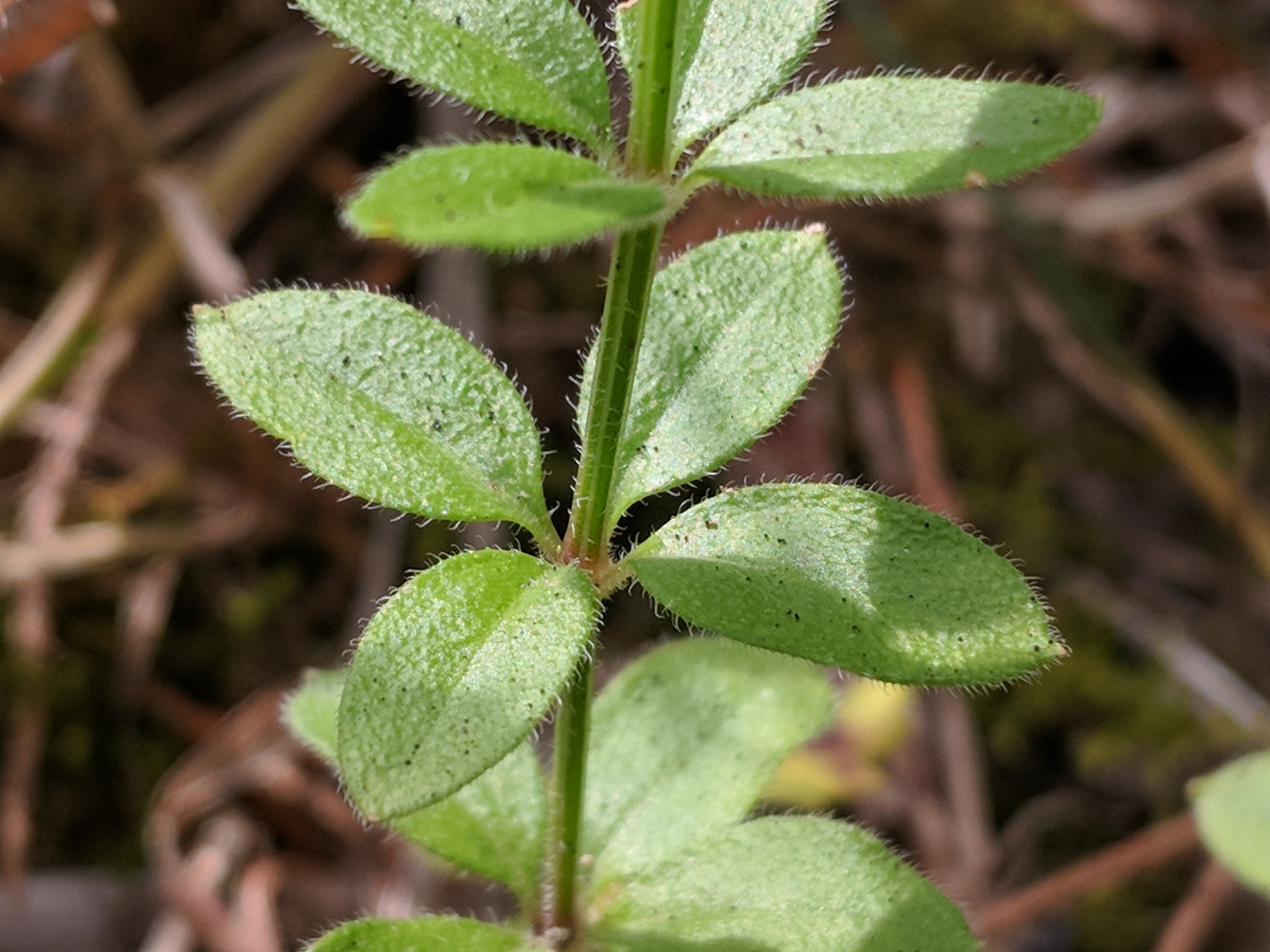 Galium pilosum