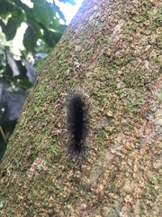 Apistosia judas
