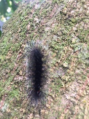 Apistosia judas