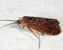 Ptilostomis ocellifera