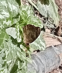 Anthanassa drusilla