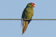 Psittacara erythrogenys