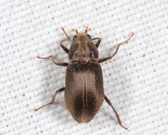 Helichus lithophilus