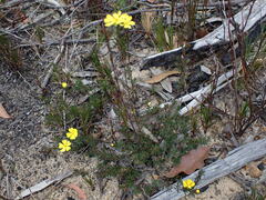 Hibbertia pustulata