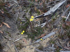 Hibbertia pustulata