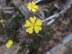 Hibbertia pustulata