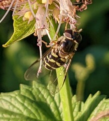 Dasysyrphus creper