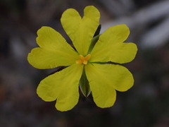 Hibbertia pustulata