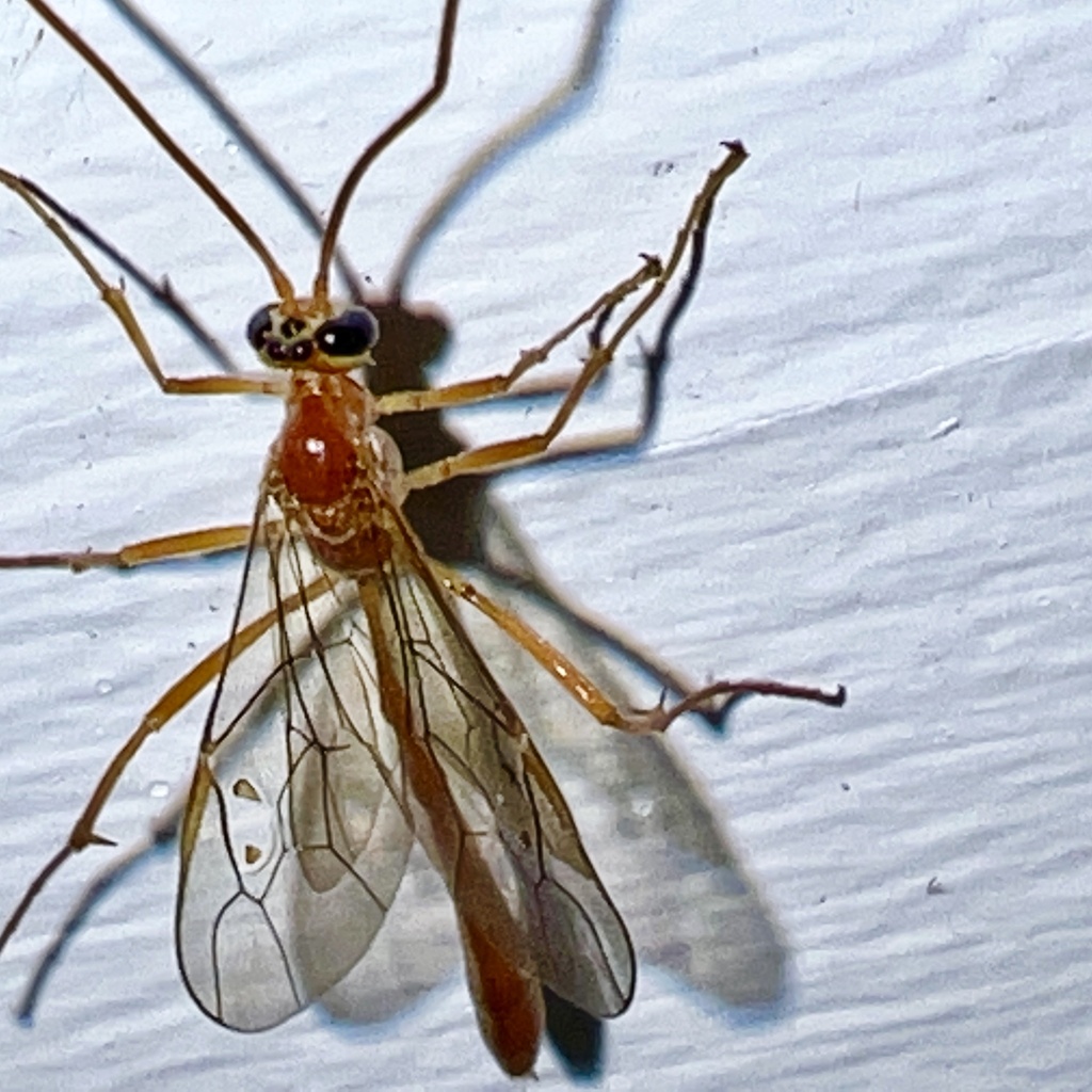 Enicospilus purgatus