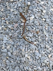 Gerrhonotus ophiurus