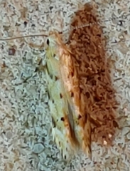 Coleotechnites thujaella