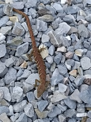 Gerrhonotus ophiurus