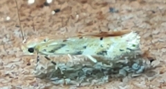 Coleotechnites thujaella