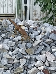 Gerrhonotus ophiurus