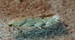 Coleotechnites thujaella