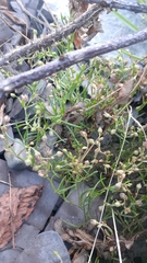 Spergularia canadensis
