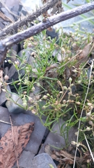 Spergularia canadensis