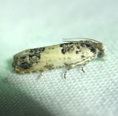 Eucosma ornatula