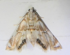 Eoparargyractis