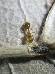 Solenopsis molesta