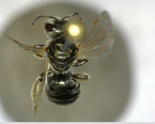 iNaturalist observation photo of Tripartite Sweat Bee