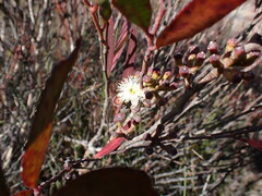 Eucalyptus stricta