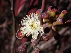 Eucalyptus stricta