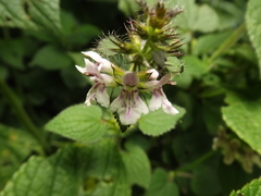 Stachys boraginoides