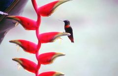 Heliodoxa aurescens