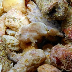 Antennarius randalli