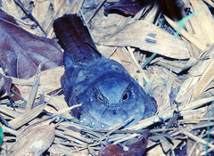 Nyctiphrynus ocellatus