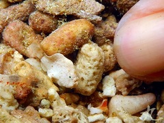 Antennarius randalli